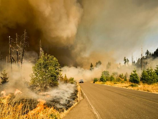 Feu de forêt brûlant en bordure d’une route tandis qu’une épaisse fumée se propage dans un paysage boisé.