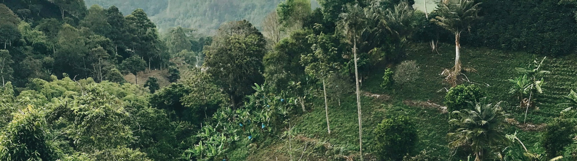 Vue d'une plantation en Amérique du Sud